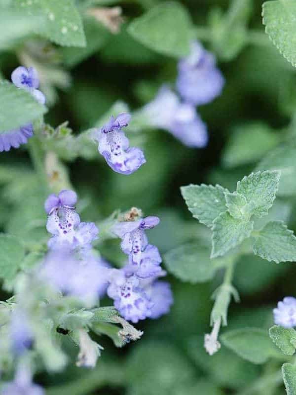 A close up of the soft lavender blue blooms of catmint (nepeta faassenii)