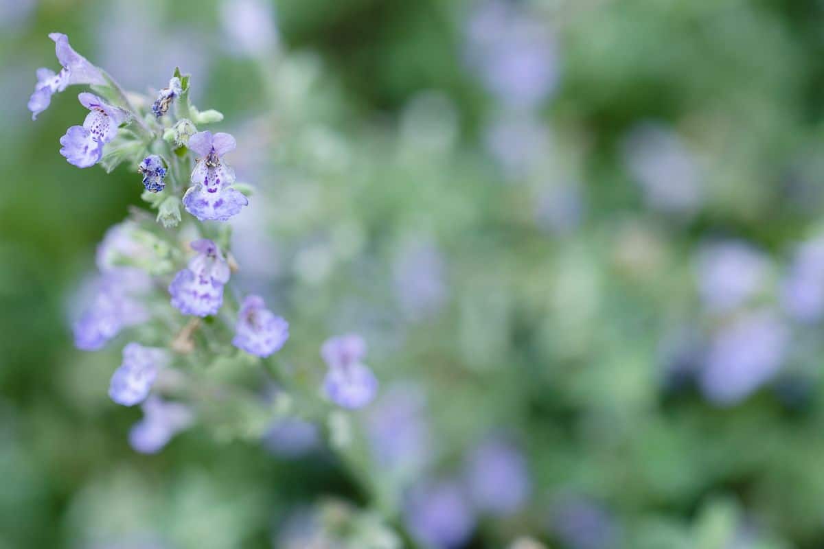 A stem of cat mint with soft lavender blue blooms.