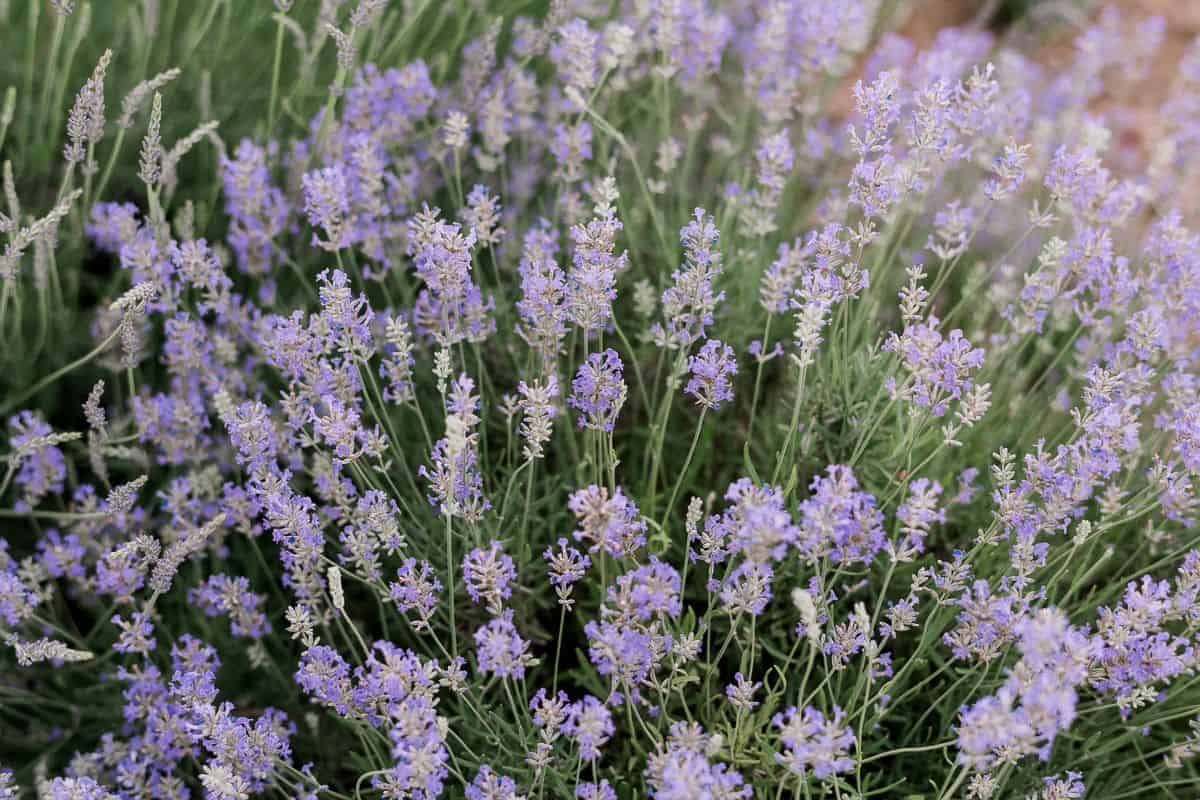 A bush of English lavender (also called lavandula angustifolia)