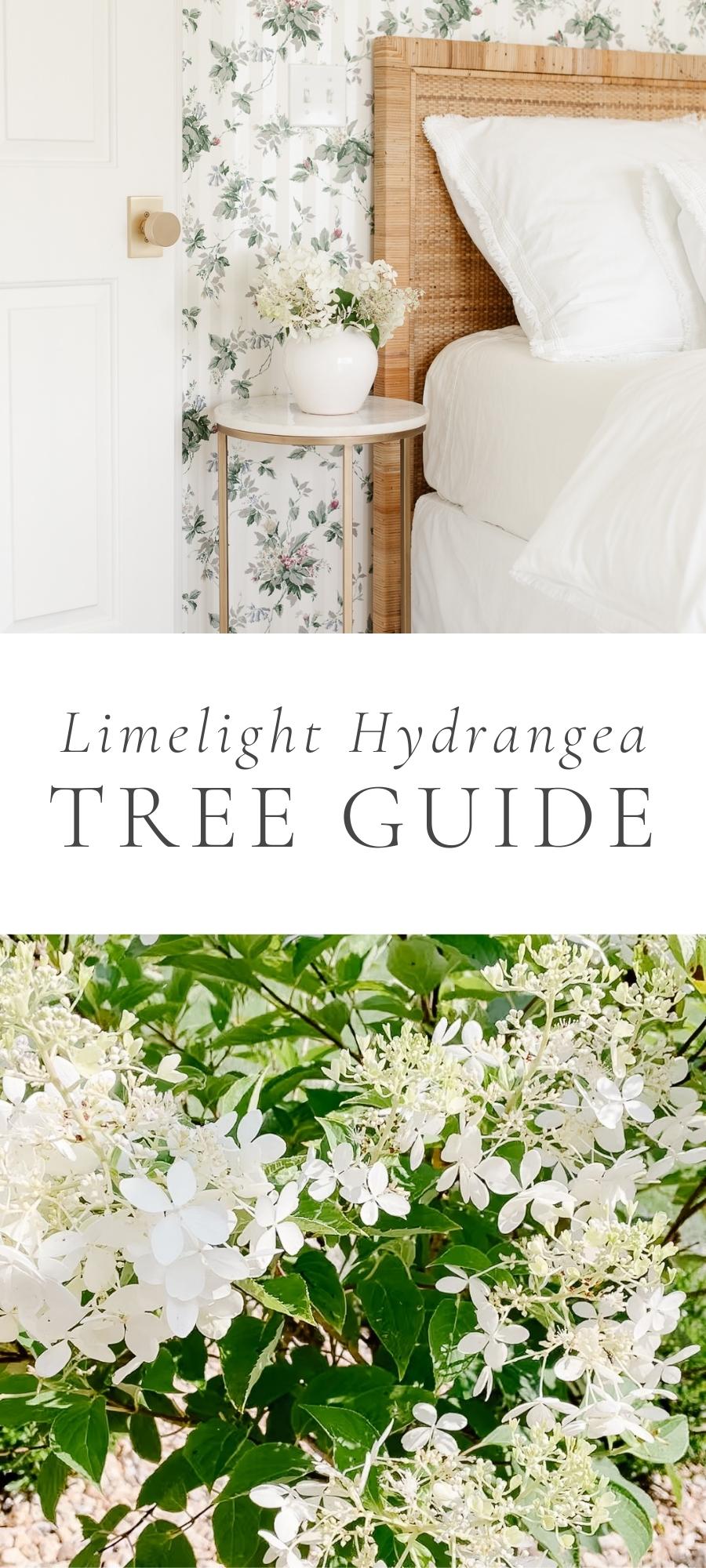 limelight hydrangea plant on nightstand next to bed and plants