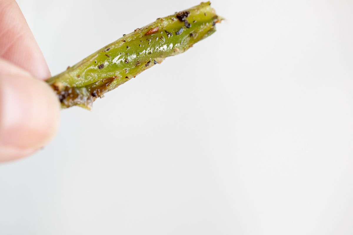 A hand holding a single french cut green bean with seasoning.