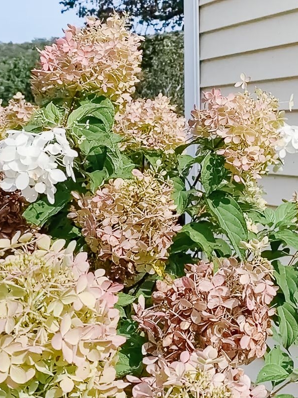 The blooms of a limelight hydrangea tree at various stages of ddevelopment, a home in the background.