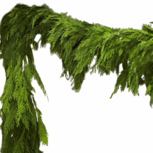A close-up view of a lush cedar garland draped in a graceful curve against a white background.