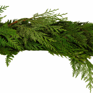 A close-up view of a green cedar garland, with layered branches and needles, isolated on a white background.