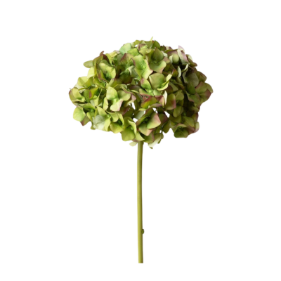 A single green hydrangea flower with hints of pink on a long stem, accompanied by delicate fall branches, stands against a white background.