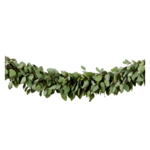 Eucalyptus garland on a white background.
