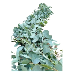 Eucalyptus garland on a white background.