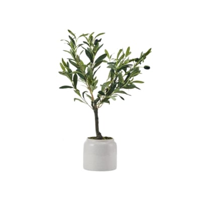 An olive tree in a white pot, offering the Pottery Barn look for less, against a clean white background.